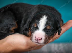 Bernese Mountain Dog puppy near Chicago Illinois