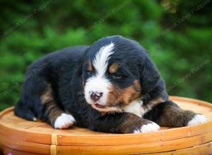 Bernese Mountain Dog puppy near Chicago Illinois