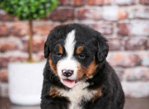 Bernese Mountain Dog puppy near Chicago Illinois