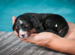 Bernese Mountain Dog puppy near Chicago Illinois