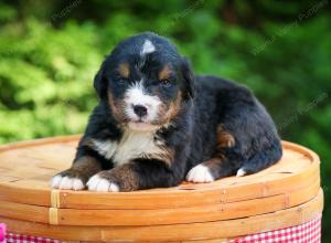 Bernese Mountain Dog puppy near Chicago Illinois