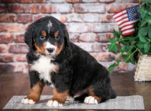 Bernese Mountain Dog puppy near Chicago Illinois