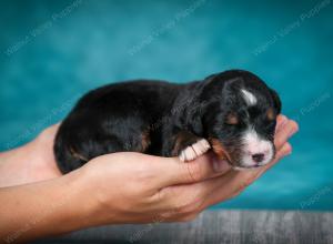 Bernese Mountain Dog puppy near Chicago Illinois