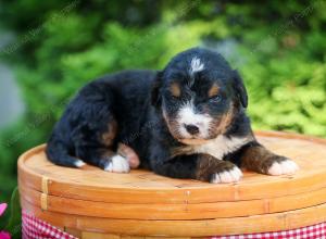 Bernese Mountain Dog puppy near Chicago Illinois