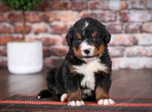 Bernese Mountain Dog puppy near Chicago Illinois