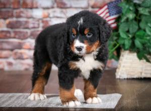 Bernese Mountain Dog puppy near Chicago Illinois