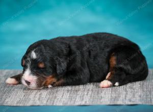 Bernese Mountain Dog puppy near Chicago Illinois