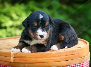 Bernese Mountain Dog puppy near Chicago Illinois