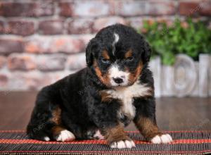 Bernese Mountain Dog puppy near Chicago Illinois