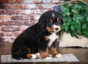 Bernese Mountain Dog puppy near Chicago Illinois