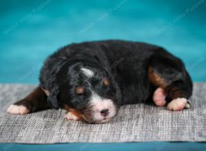 Bernese Mountain Dog puppy near Chicago Illinois