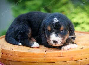 Bernese Mountain Dog puppy near Chicago Illinois