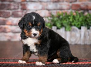 Bernese Mountain Dog puppy near Chicago Illinois