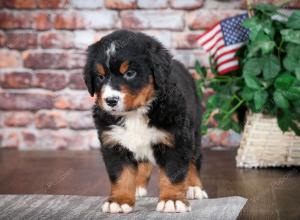 Bernese Mountain Dog puppy near Chicago Illinois