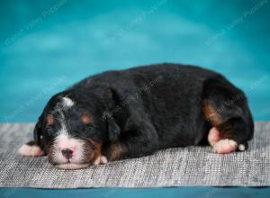 Bernese Mountain Dog puppy near Chicago Illinois