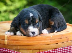 Bernese Mountain Dog puppy near Chicago Illinois