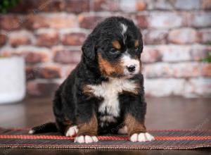 Bernese Mountain Dog puppy near Chicago Illinois