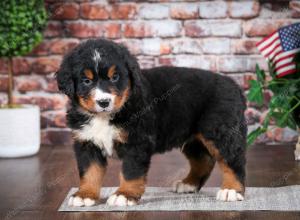 Bernese Mountain Dog puppy near Chicago Illinois