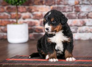 Bernese Mountain Dog puppy near Chicago Illinois