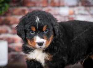 Bernese Mountain Dog puppy near Chicago Illinois