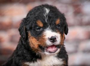 Bernese Mountain Dog puppy near Chicago Illinois