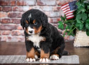 Bernese Mountain Dog puppy near Chicago Illinois