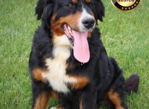 Dam - Crystal Bernese Mountain Dog 