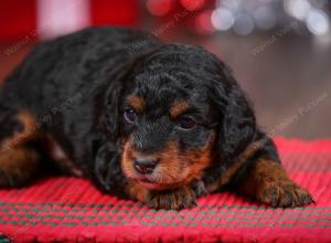 F1B Tiny Bernedoodle in Illinois