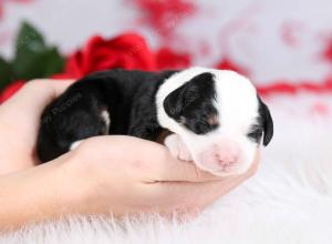 tri-colored female mini bernedoodle near Chicago Illinois