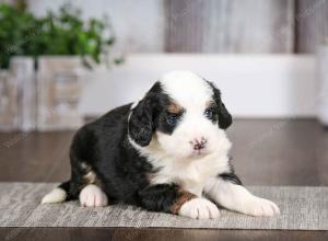 tri-colored female mini bernedoodle near Chicago Illinois