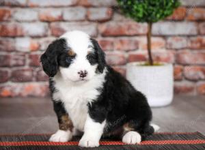 tri-colored female mini bernedoodle near Chicago Illinois