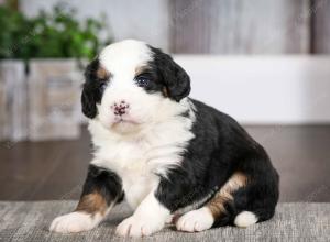 tri-colored female mini bernedoodle near Chicago Illinois