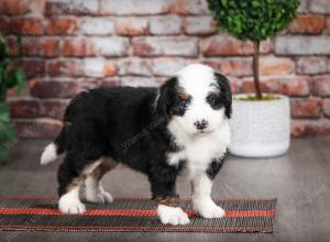 tri-colored female mini bernedoodle near Chicago Illinois