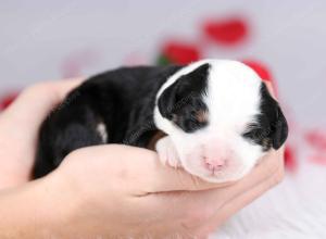 tri-colored female mini bernedoodle near Chicago Illinois