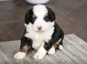 tri-colored female mini bernedoodle near Chicago Illinois