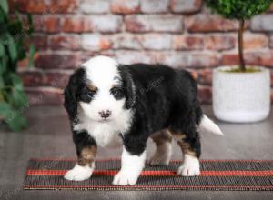 tri-colored female mini bernedoodle near Chicago Illinois