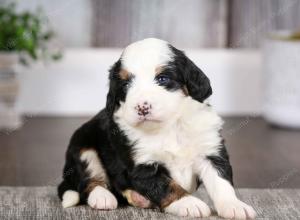 tri-colored female mini bernedoodle near Chicago Illinois