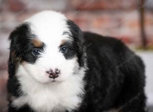 tri-colored female mini bernedoodle near Chicago Illinois