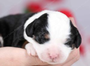 tri-colored female mini bernedoodle near Chicago Illinois