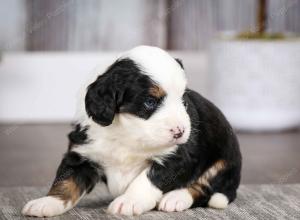 tri-colored female mini bernedoodle near Chicago Illinois