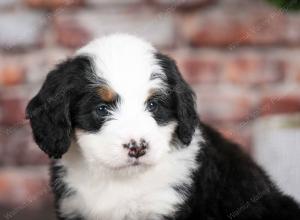 tri-colored female mini bernedoodle near Chicago Illinois