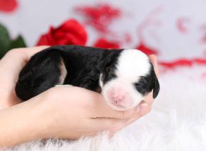 tri-colored female mini bernedoodle near Chicago Illinois