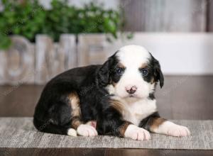 tri-colored female mini bernedoodle near Chicago Illinois