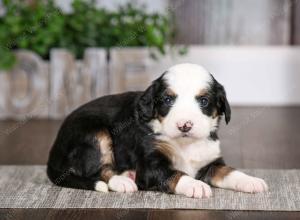 tri-colored female mini bernedoodle near Chicago Illinois