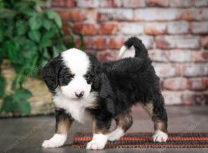 tri-colored female mini bernedoodle near Chicago Illinois