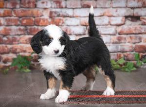 tri-colored female mini bernedoodle near Chicago Illinois