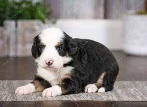 tri-colored female mini bernedoodle near Chicago Illinois