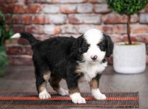 tri-colored female mini bernedoodle near Chicago Illinois