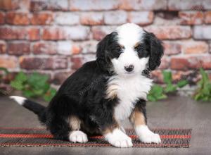 tri-colored female mini bernedoodle near Chicago Illinois