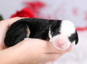 tri-colored female mini bernedoodle near Chicago Illinois